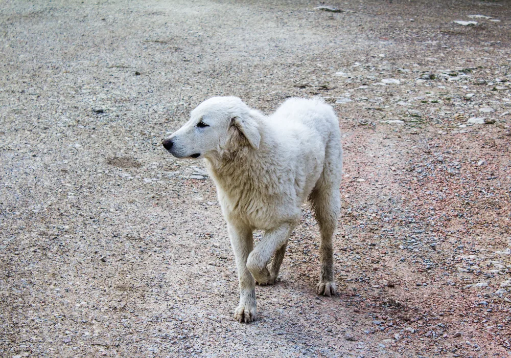 dog limping front