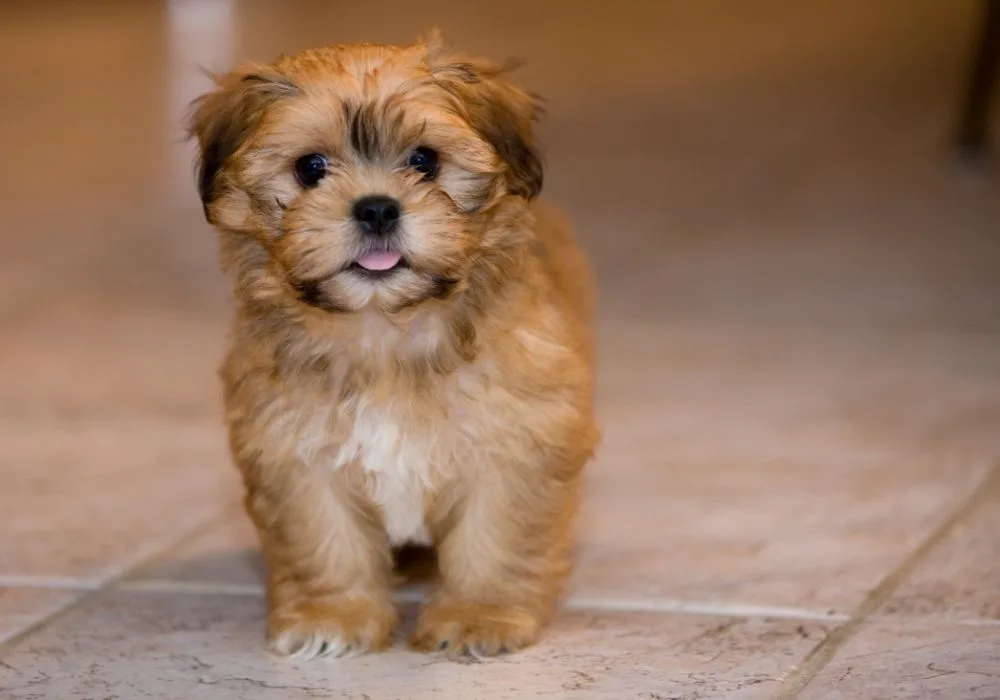 Fluffy Zuchon Puppy Standing on a Tiled Floor, Looking Playful and Cute