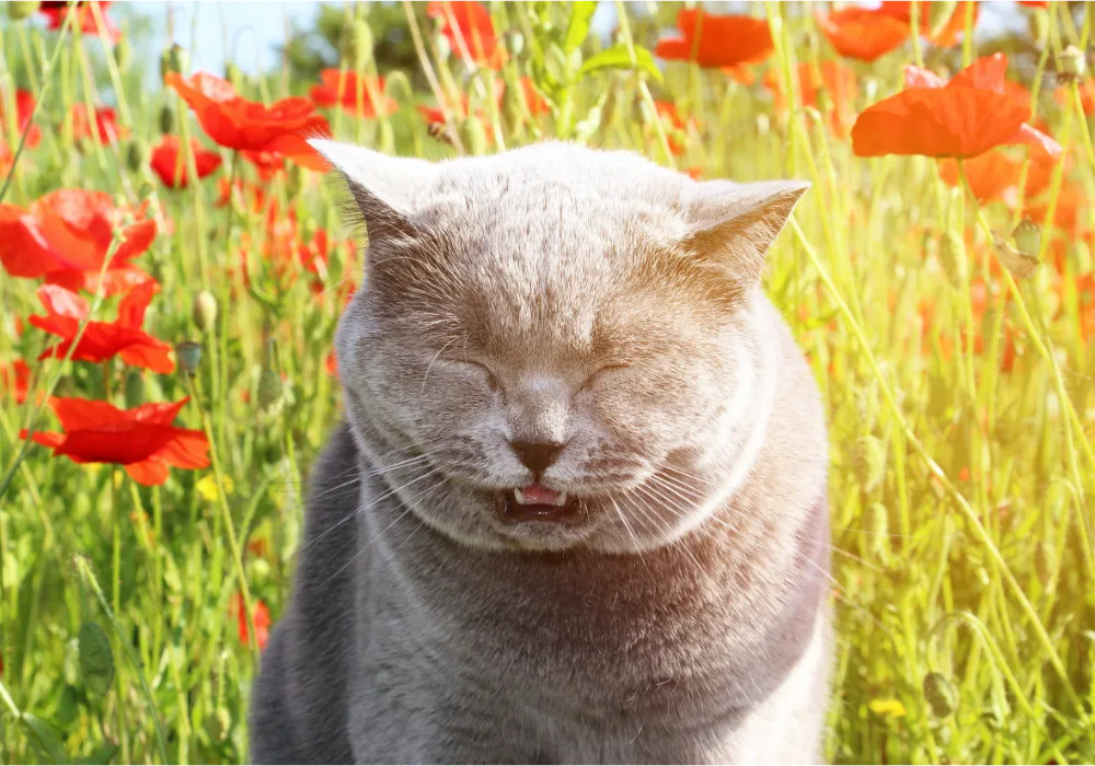 Adorable picture of a cat sneezing.