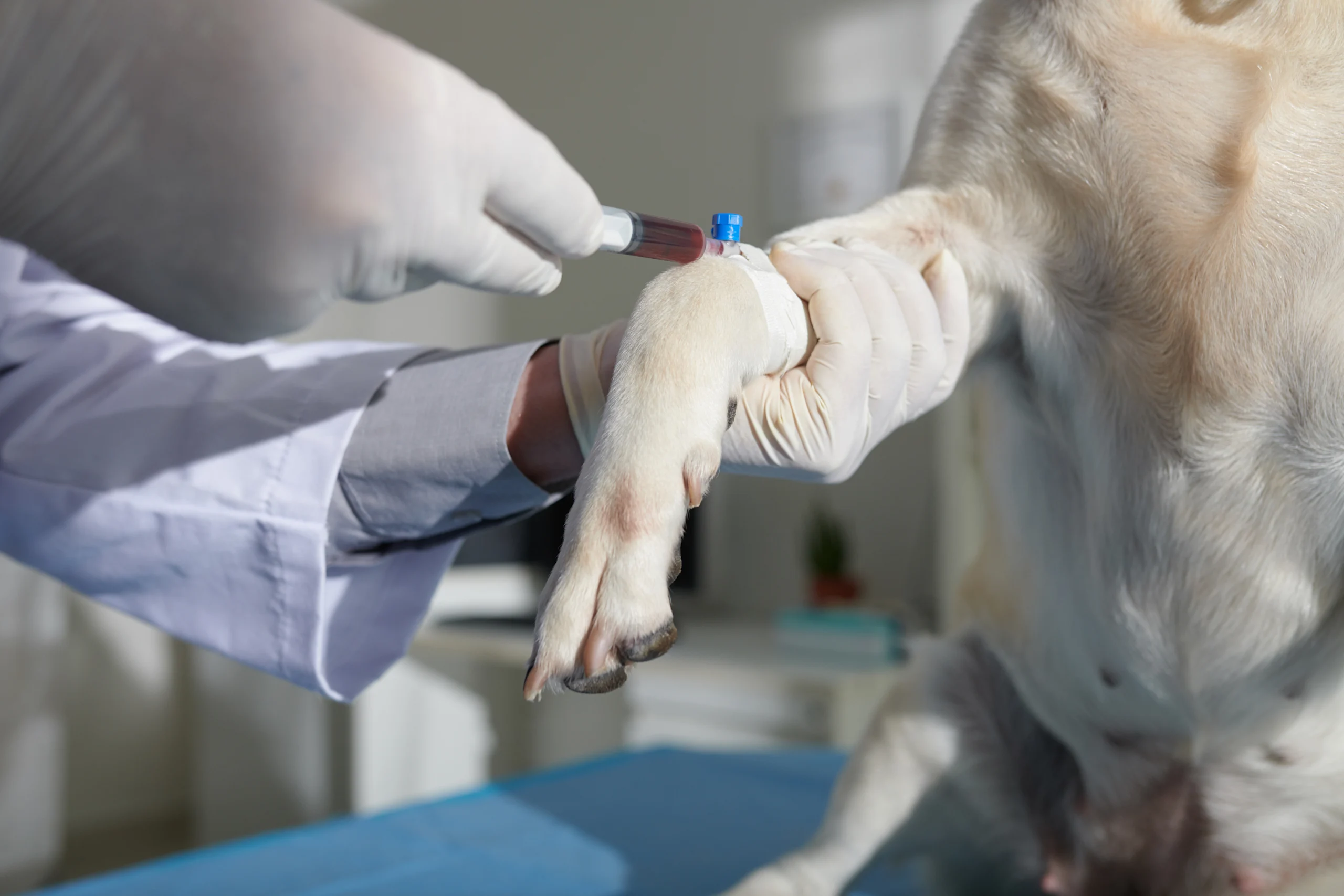 A gloved veterinarian holds a dog's bandaged leg while collecting a blood sample into a labeled tube.