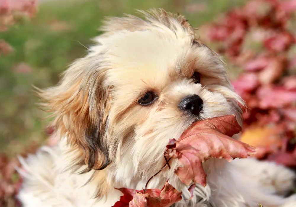 A shih tzu puppy caught on camera eating a leaf.