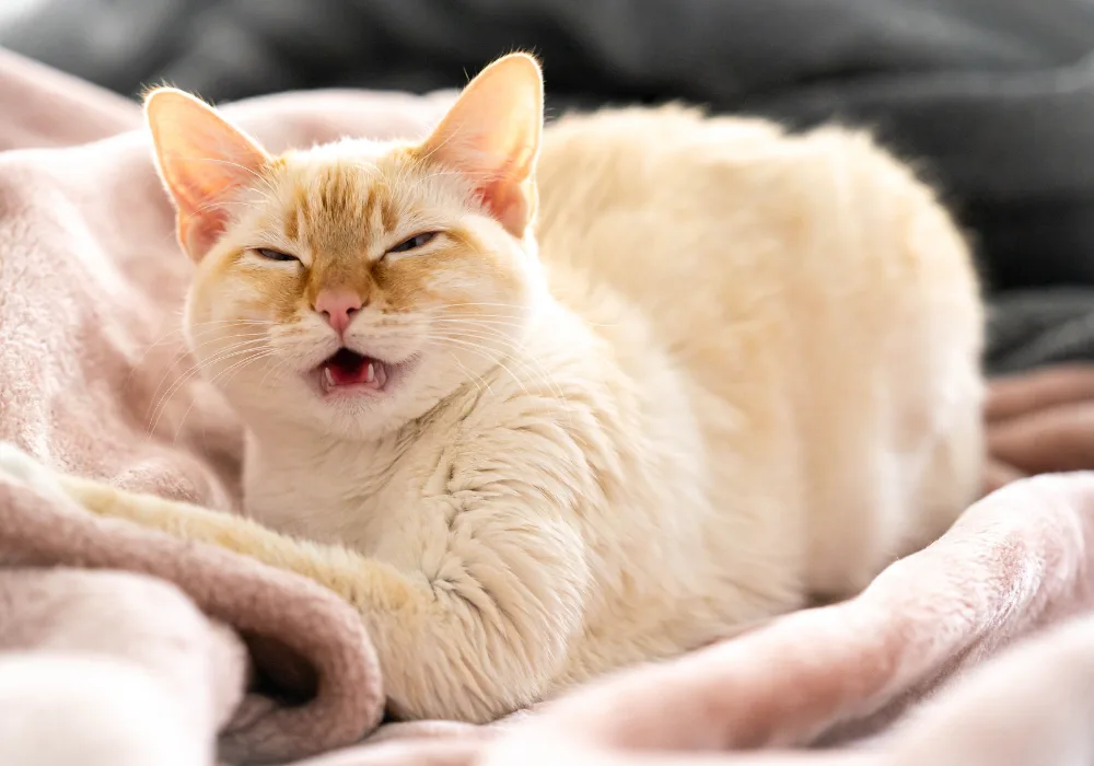 Cat about to sneeze
