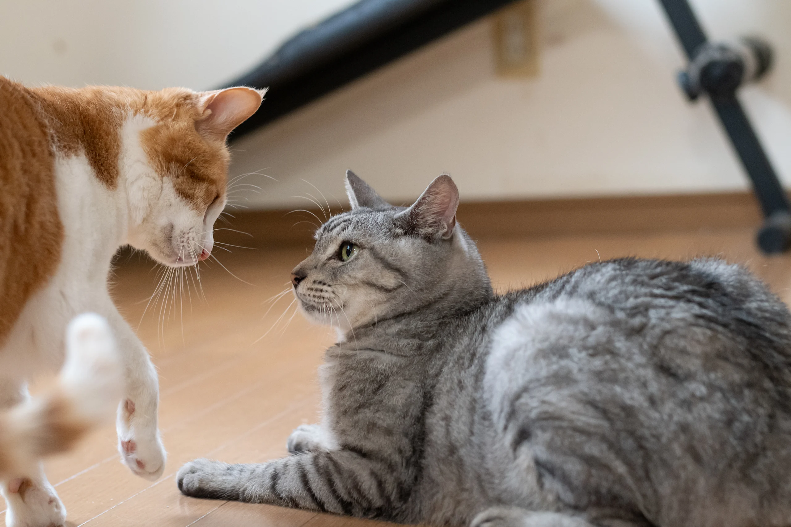 An orange-and-white cat approaches a gray tabby lying on the floor, the two locked in a tense, watchful standoff.