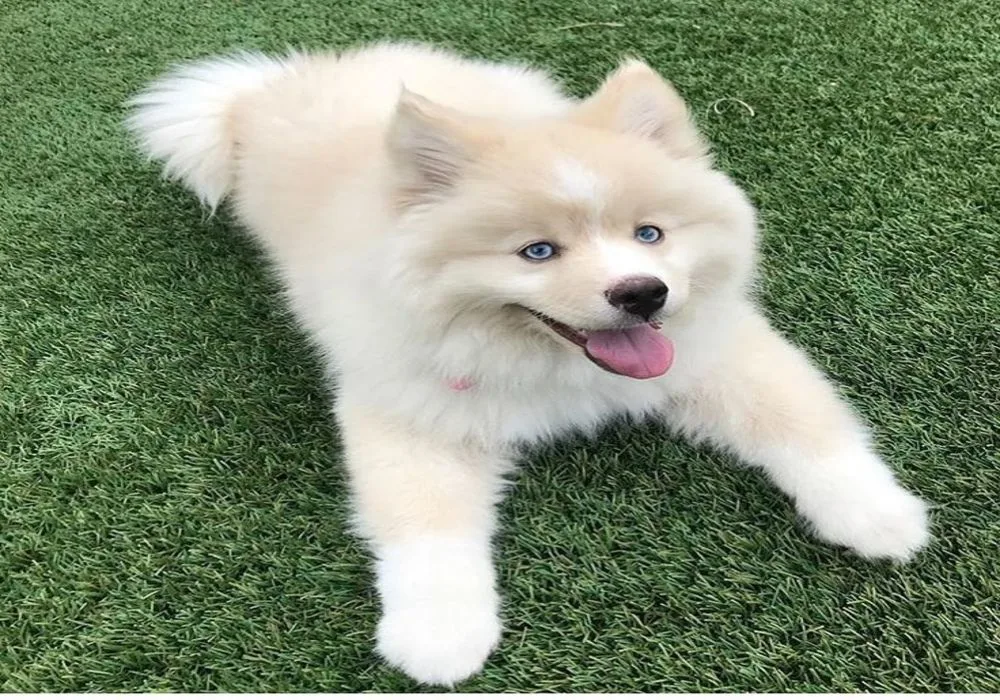 Fluffy white pomsky on grass