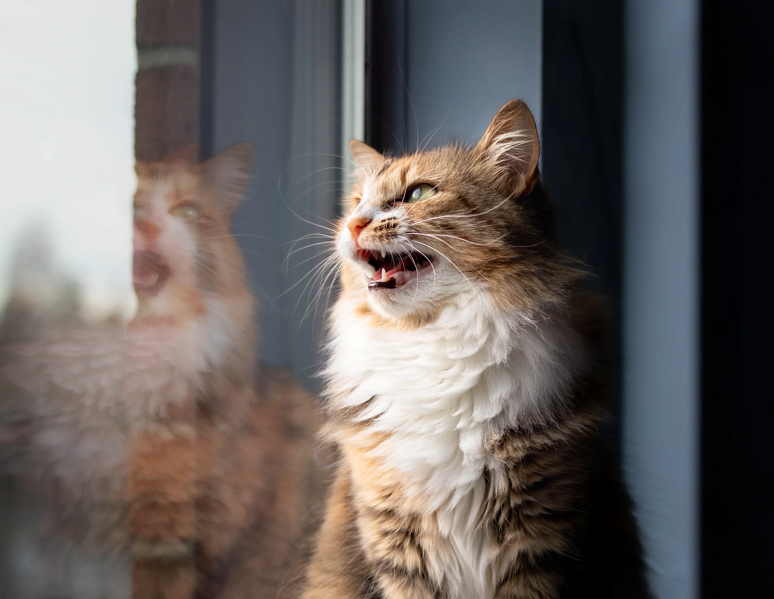 A fluffy tabby and white cat sits at a window with mouth open and teeth visible