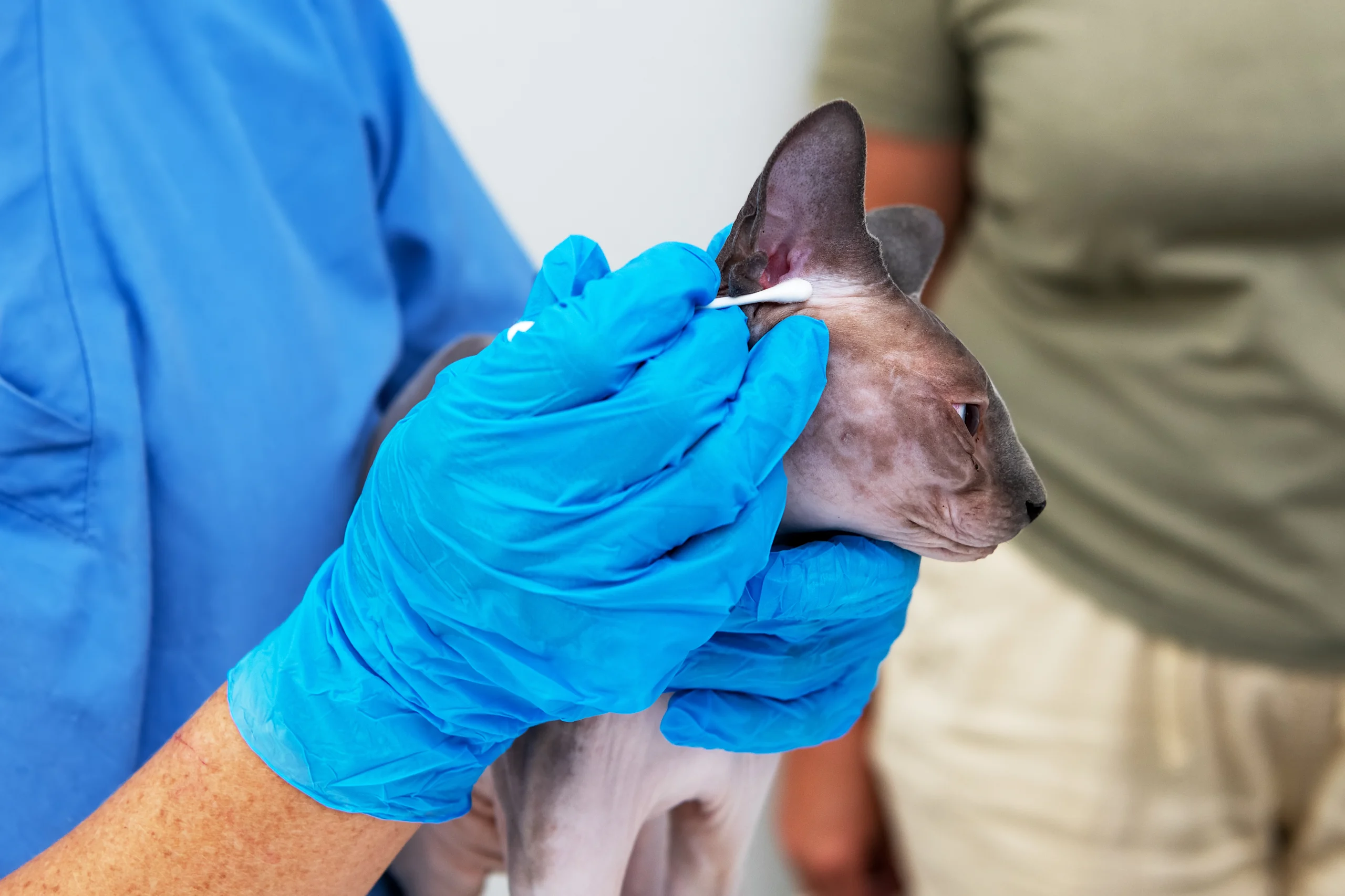 Cleaning Cat Ears at the Vet