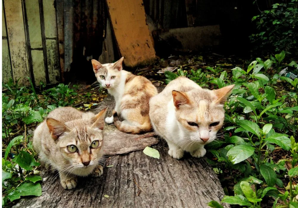 Three Male Cats Outdoors