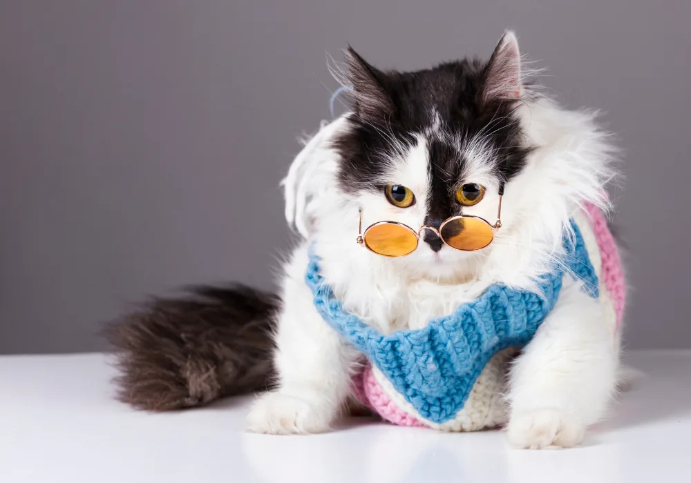 A funny-looking cat wearing a crochet and glasses deserve a fun cat name too.