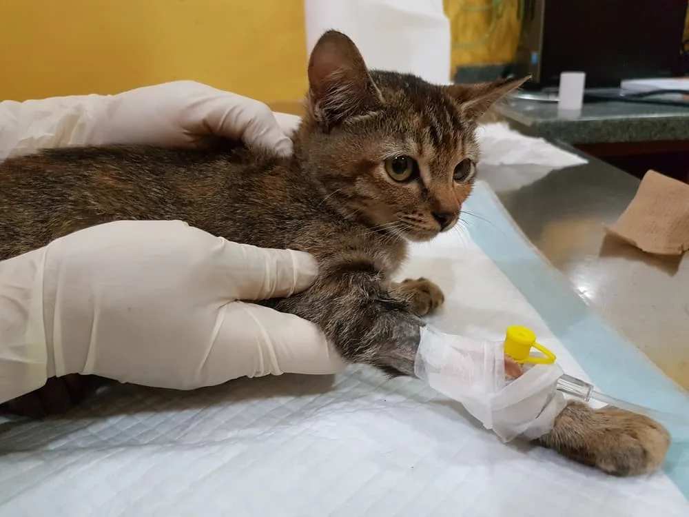 Cat carrying by vet