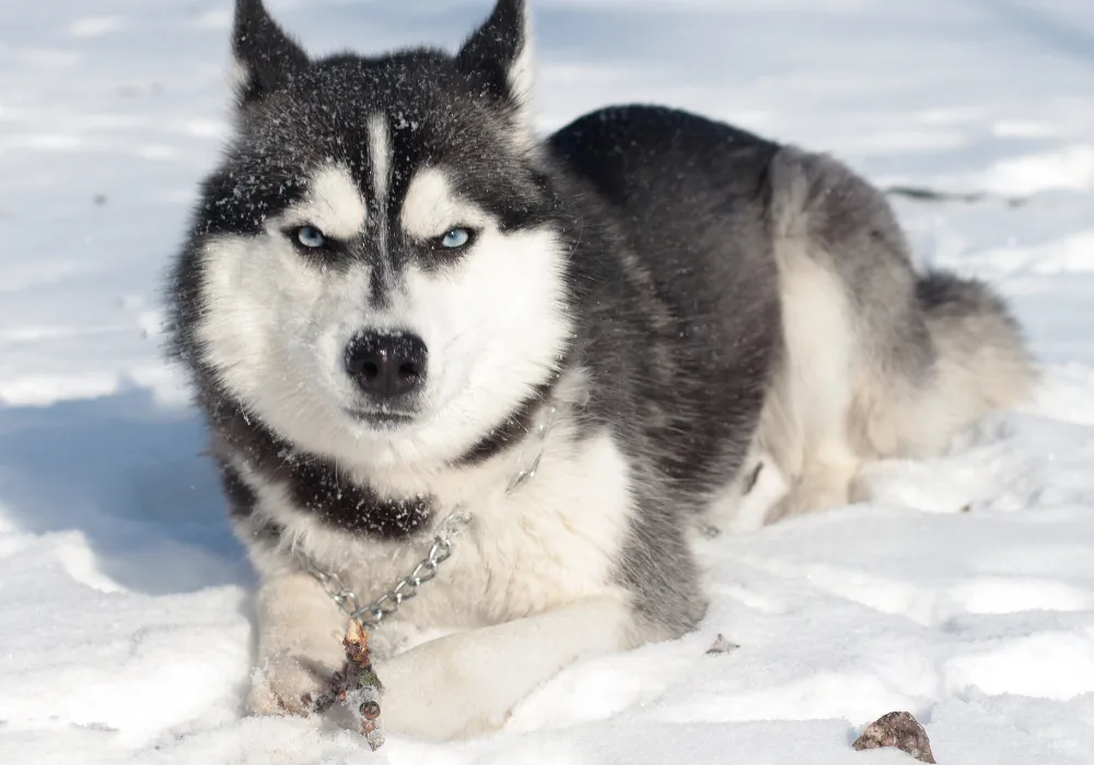 Siberian Husky in snow