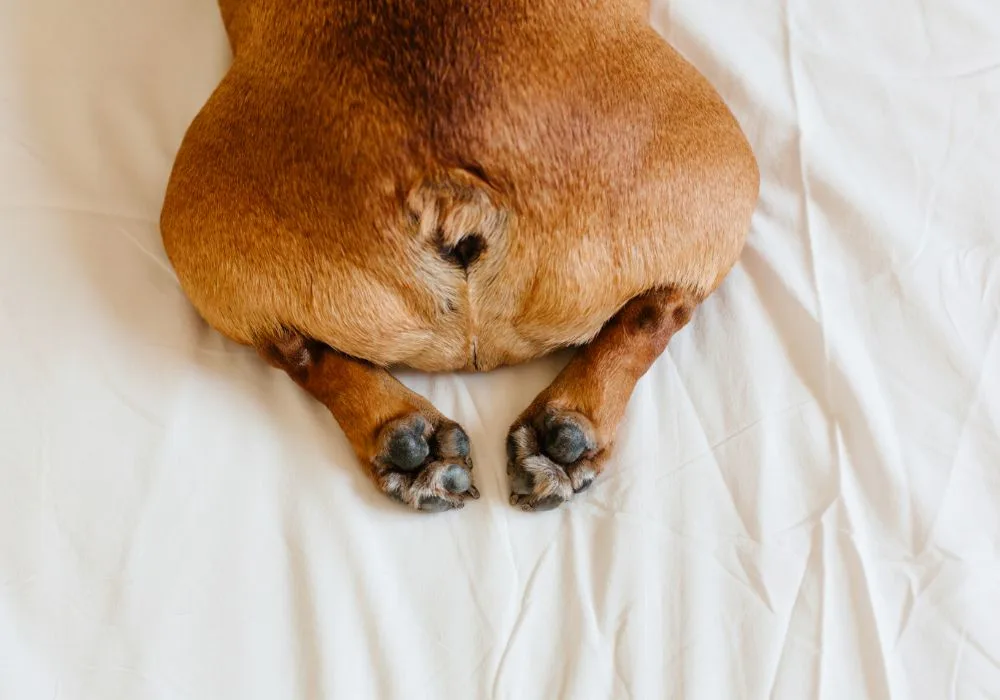 Understanding Dog Anal Glands: Visual Guide to Canine Anal Sac Location and Health