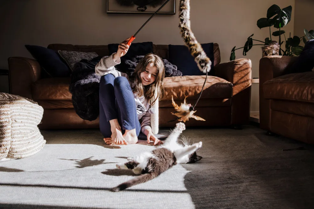 Owner playing with kitten
