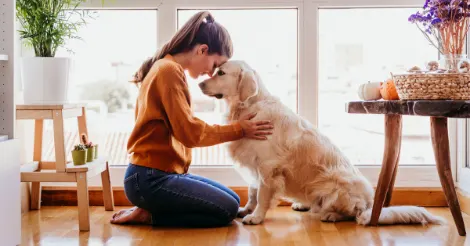 golden retriever and owner sitting on ground