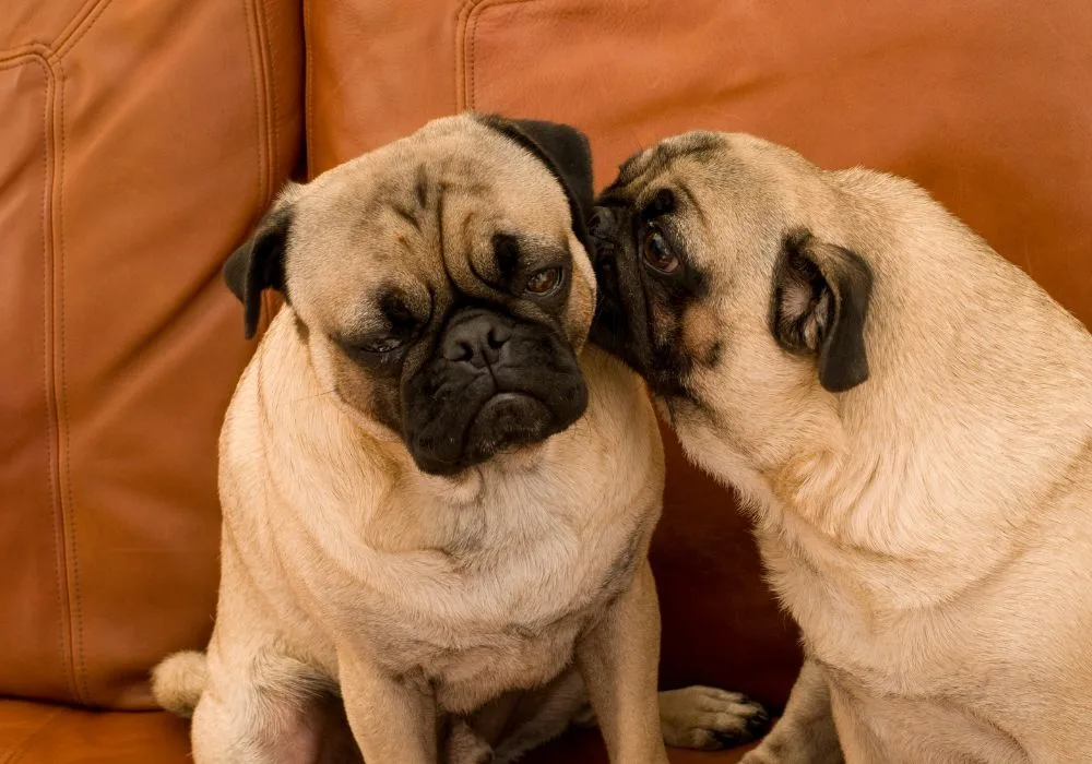 Two Affectionate Fawn Pugs Sharing Intimate Moment on Leather Couch