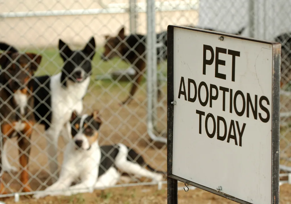 Adopt a dog