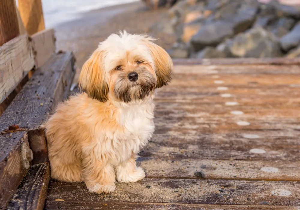 Charming Lhasapoo