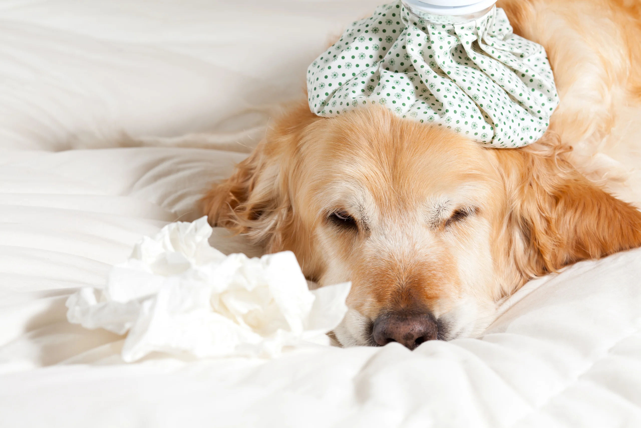 Sick Golden Retriever Resting With an Ice Pack