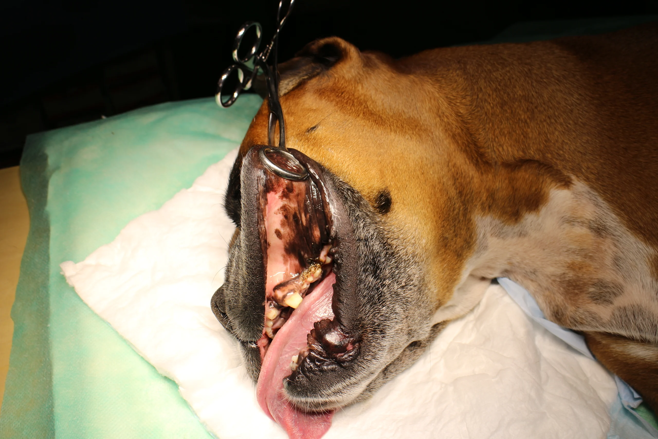 A sedated dog lies on a clinic table with its mouth held open by instruments for a close oral exam.