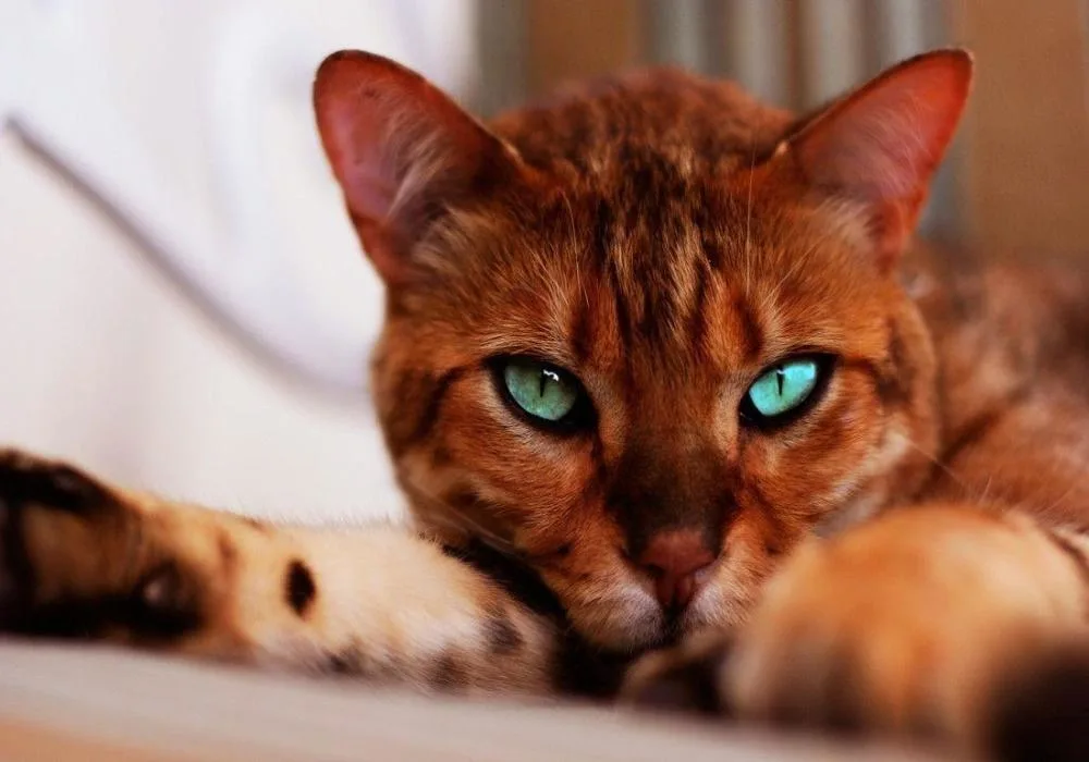 Bengal Cat