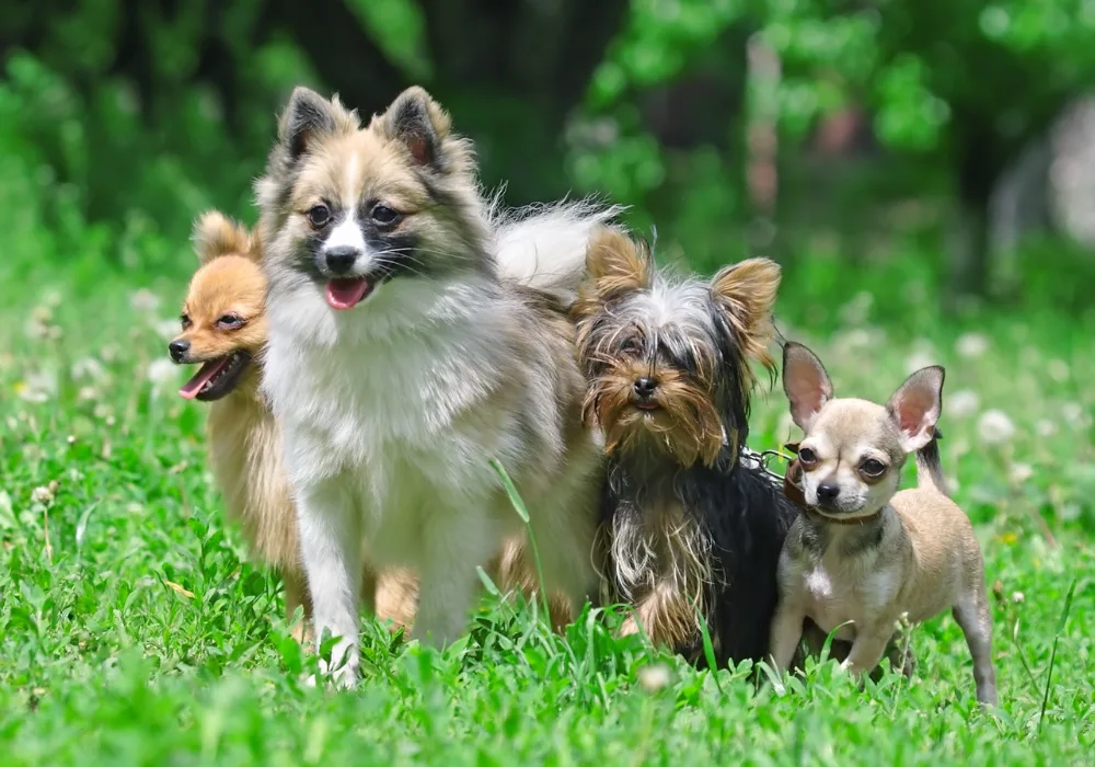 Group of Dogs