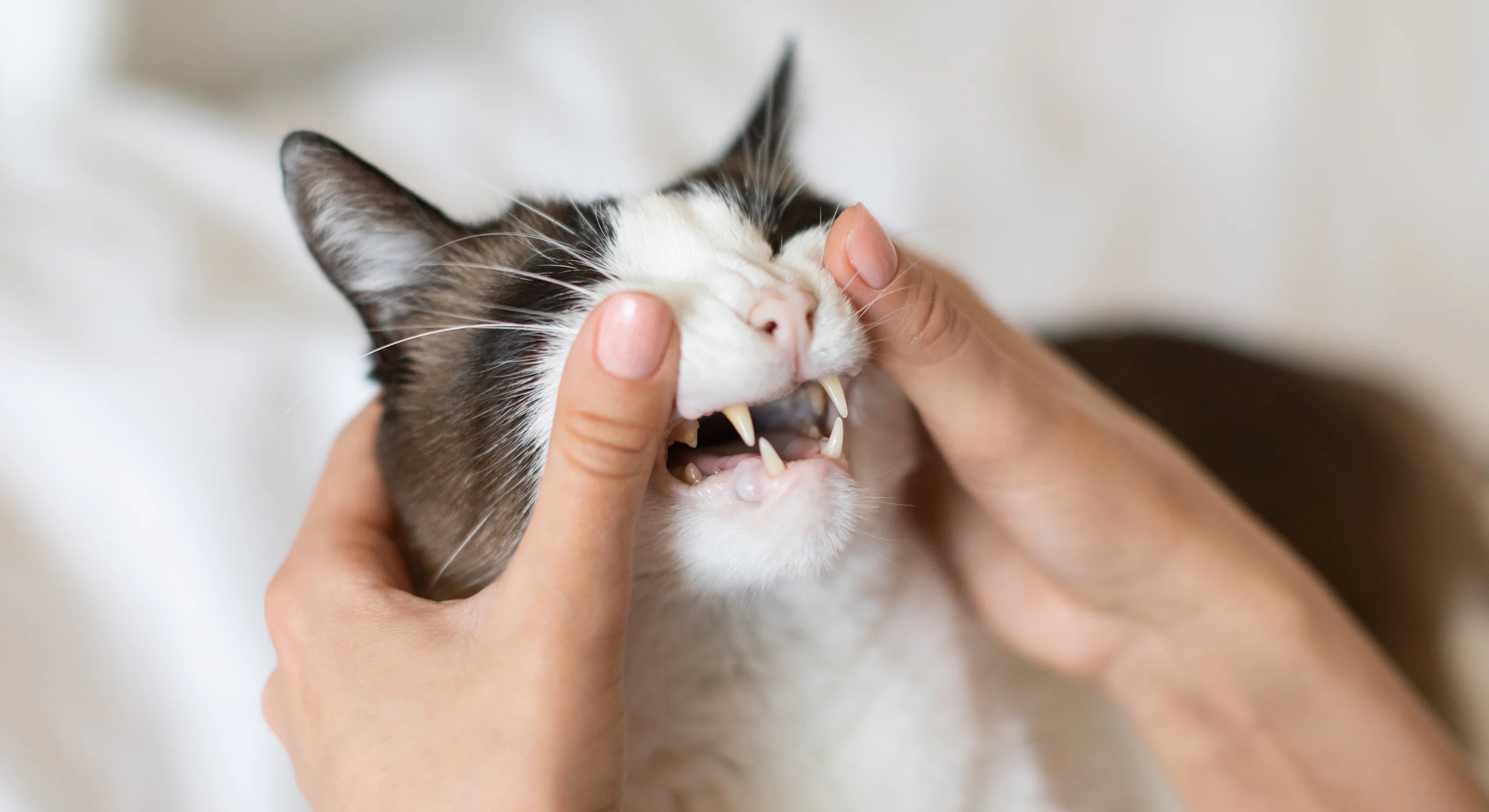 Examining Cat Teeth for Black Spots, Tooth Decay, and Feline Tooth Resorption