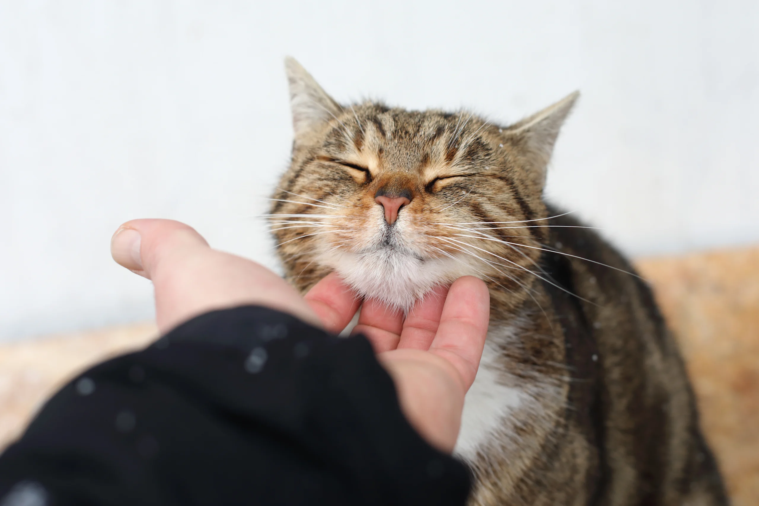 Cat Purring While Being Petted