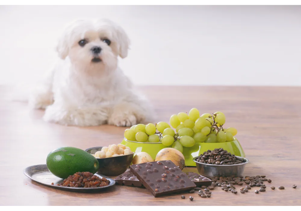 Toxic Foods for Dogs