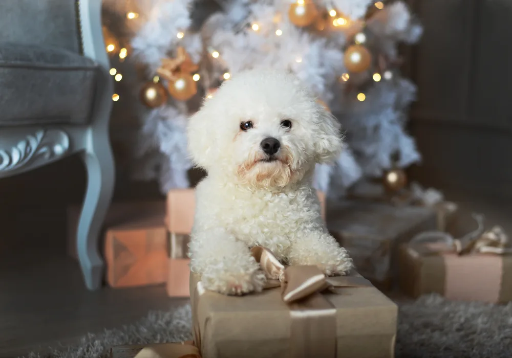 Teddy Bear Dog Bichon Frise