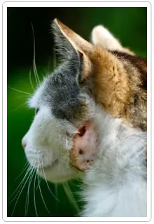 Bite Wounds on Pets