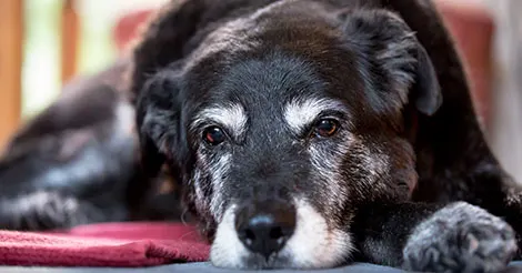 old black dog with bathroom issues