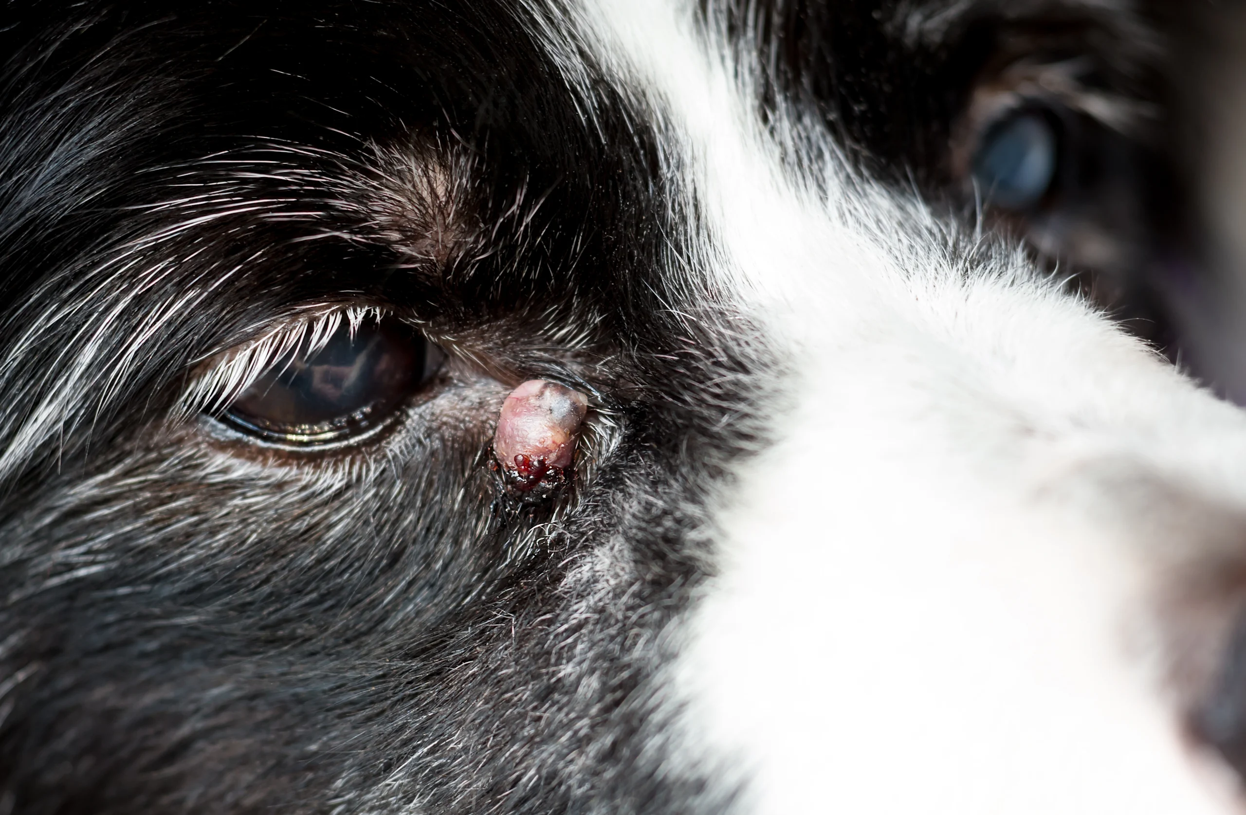 Close-Up of a Growth Near a Dog's Eye