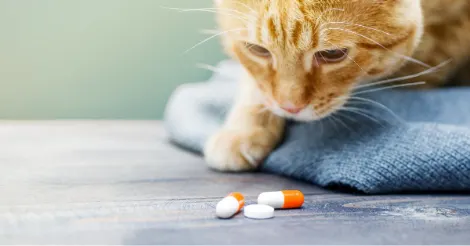 Orange tabby cat lying on a table looking at medicine pills