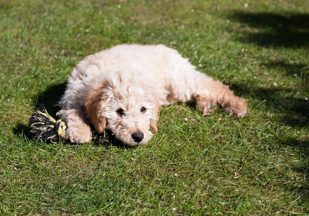 Mini labradoodle