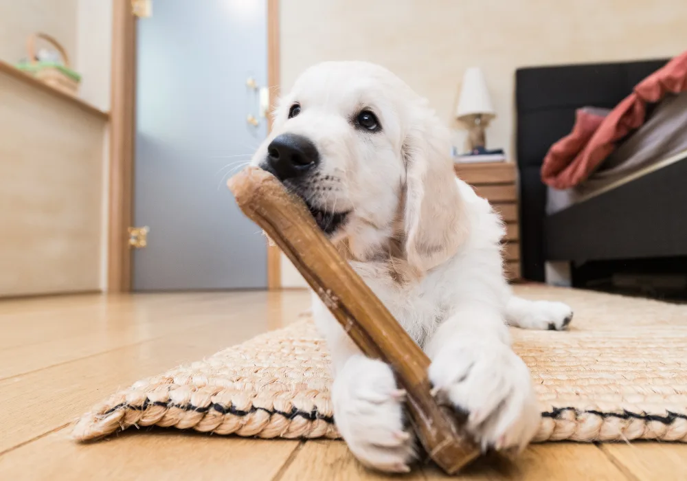 Puppy teething