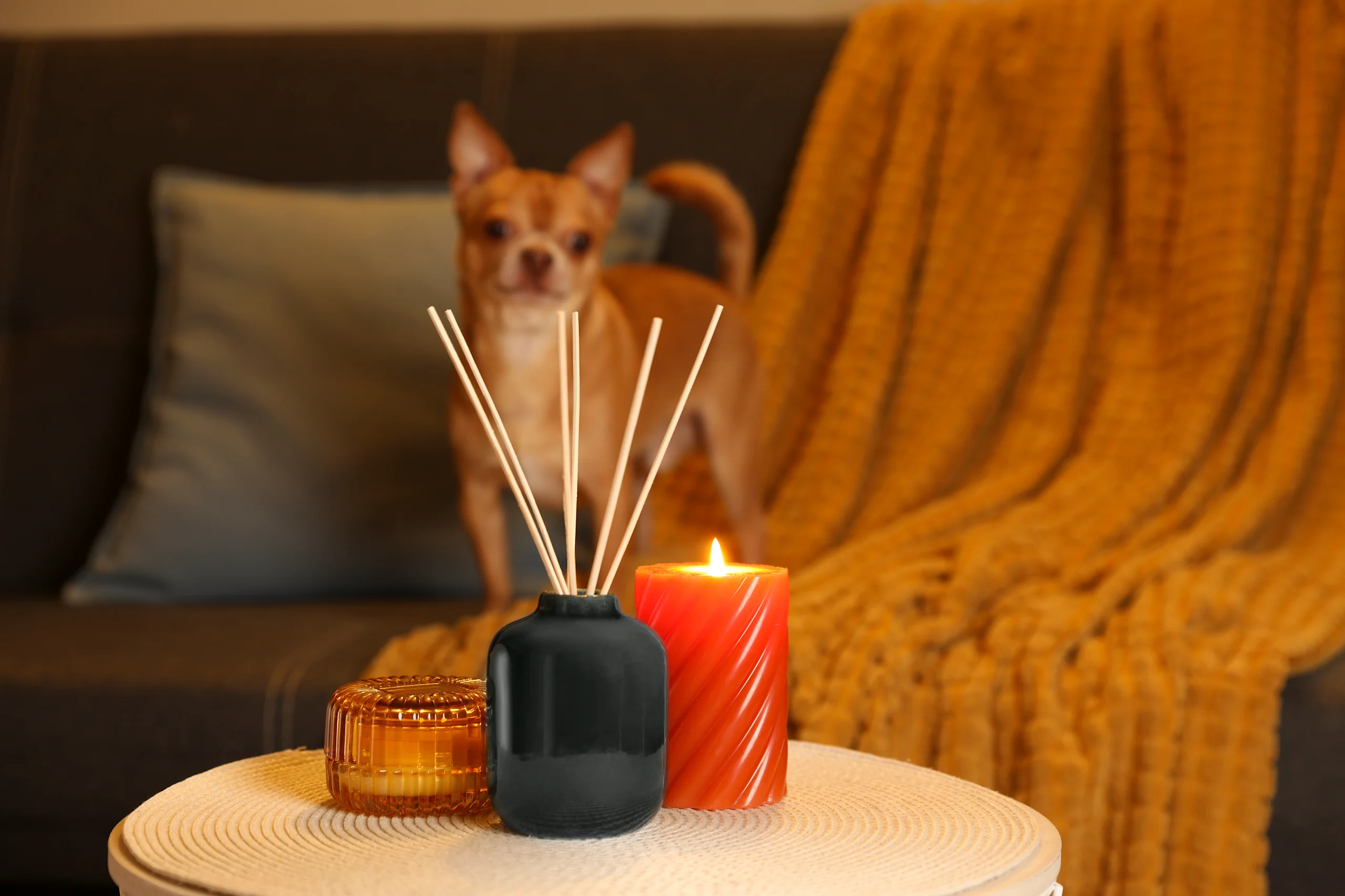 A curious Chihuahua near the diffuser
