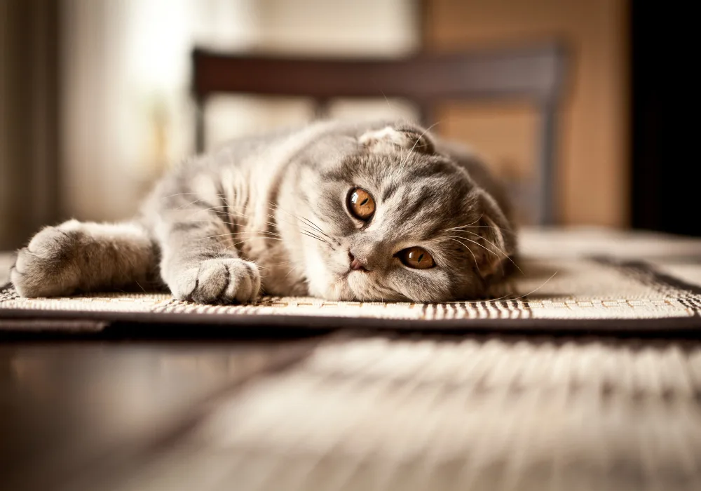 Scottish Fold for Pet Insurance