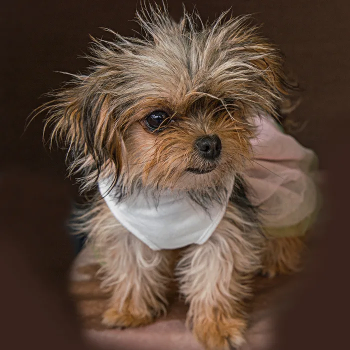 Chorkie posing in a photoshoot