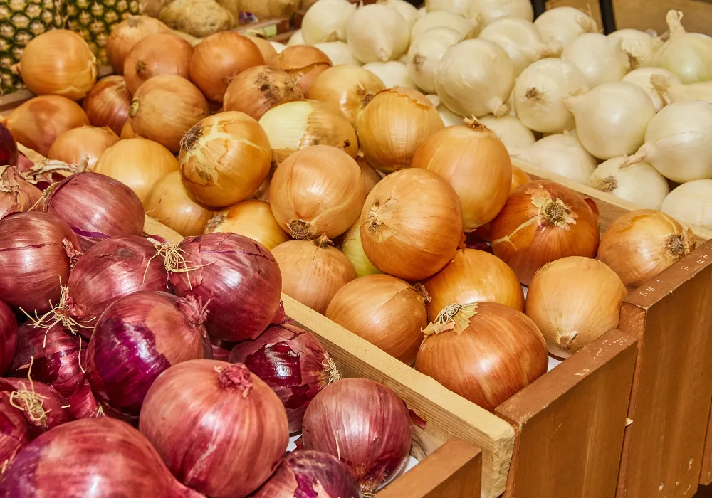 can dogs eat onions