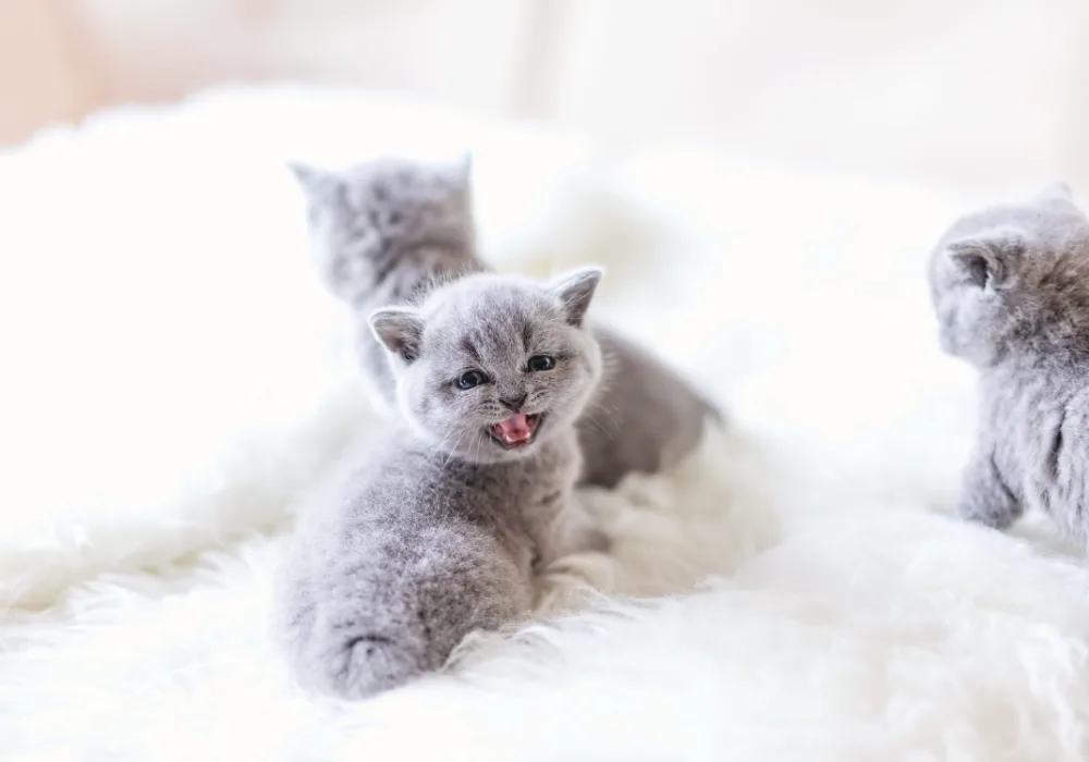 kitten meowing