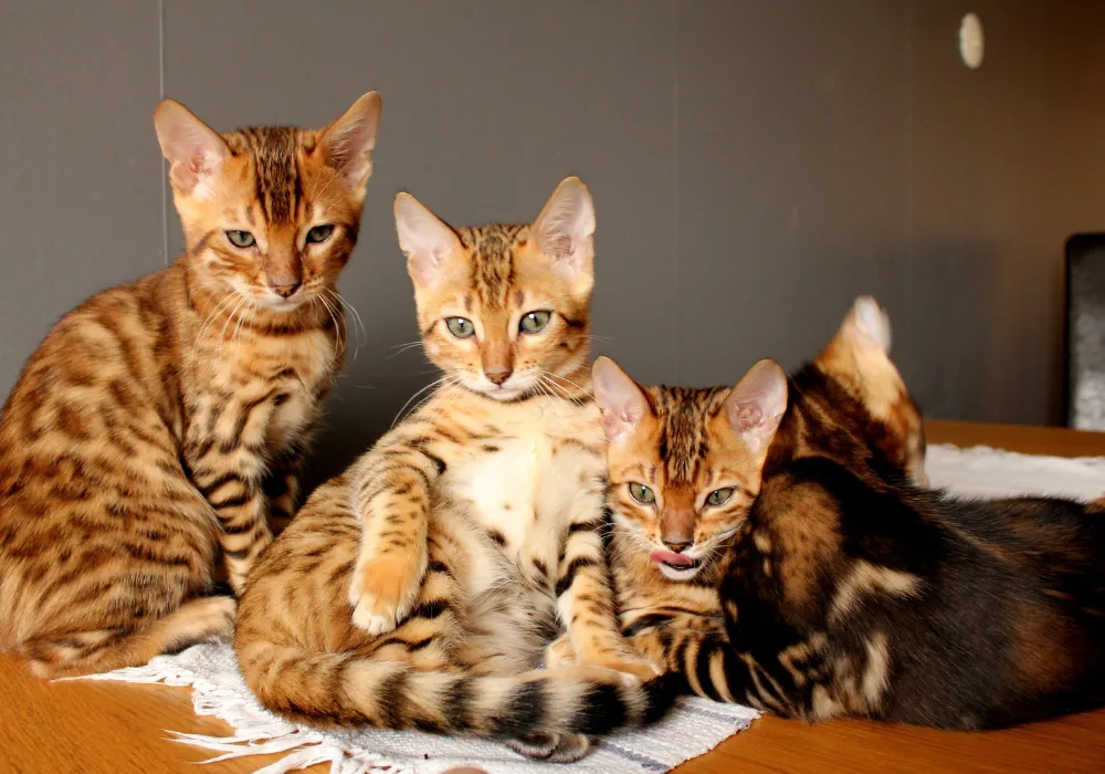 Bengal kittens listed in best cat breeds