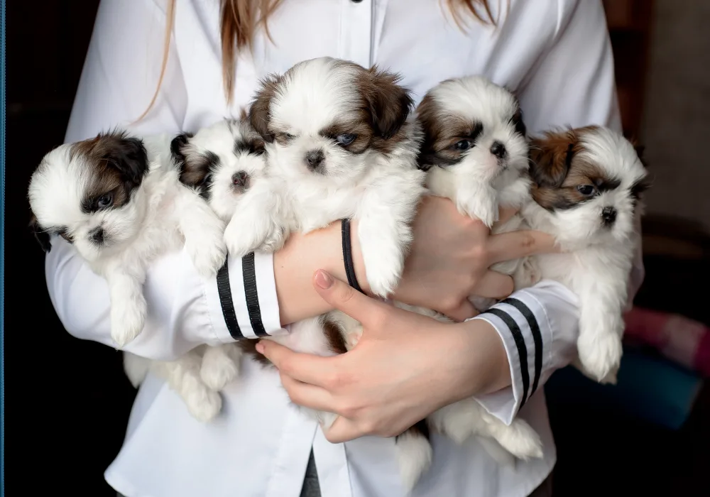 Puppy Litter Love