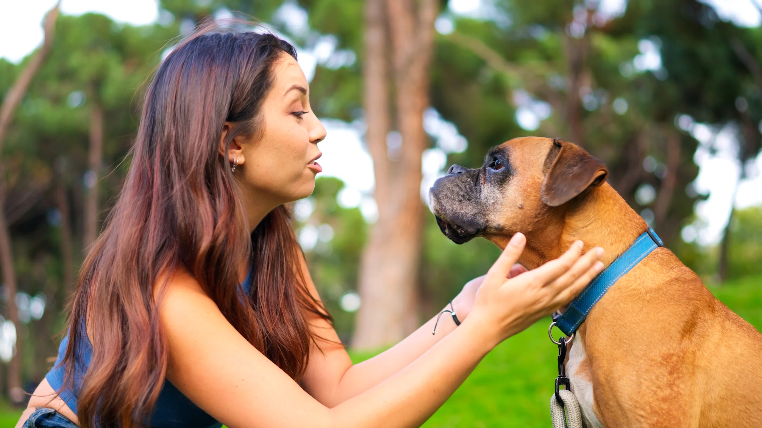 Woman Checking Boxer Dog's Mouth Outdoors