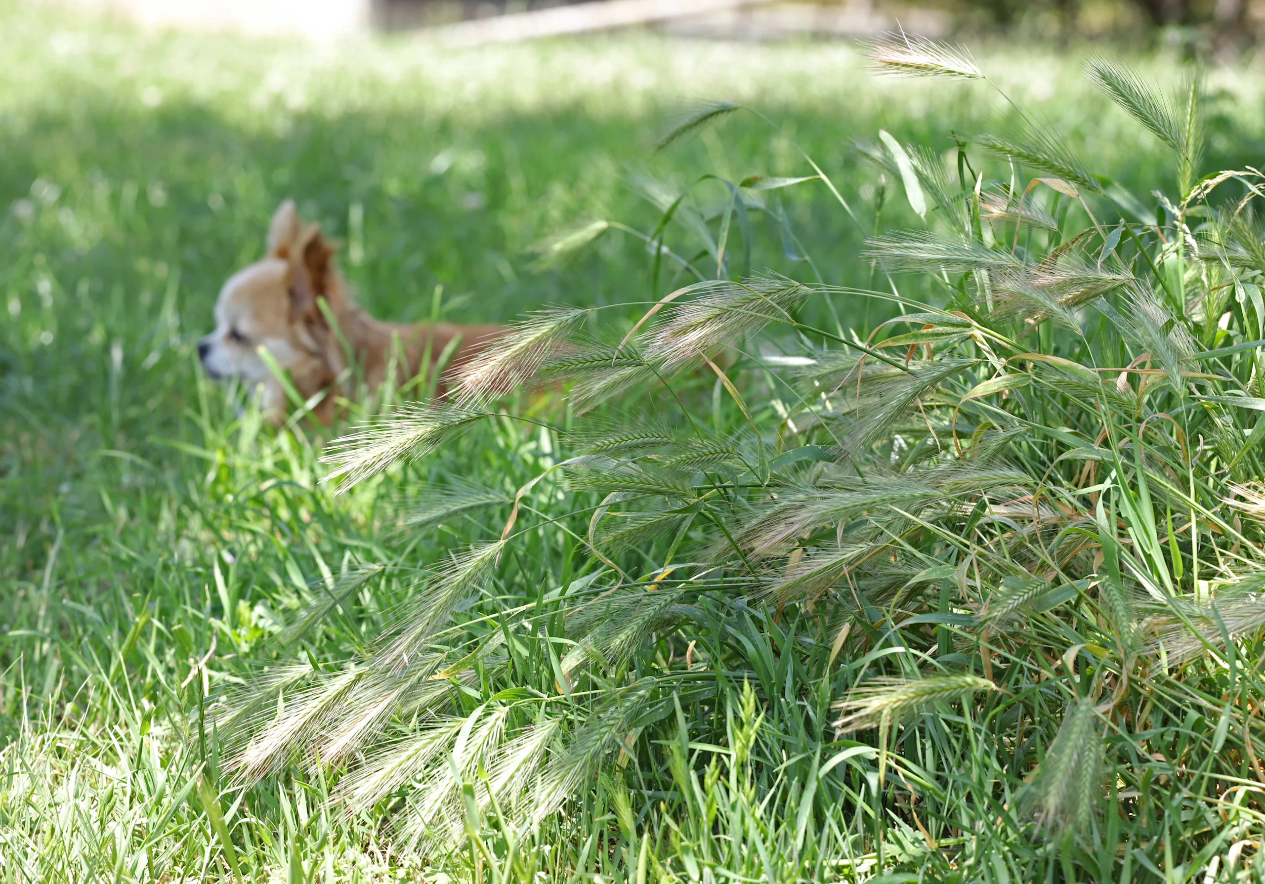 Small Chihuahua Walking Past Green Foxtail Grass in a Yard