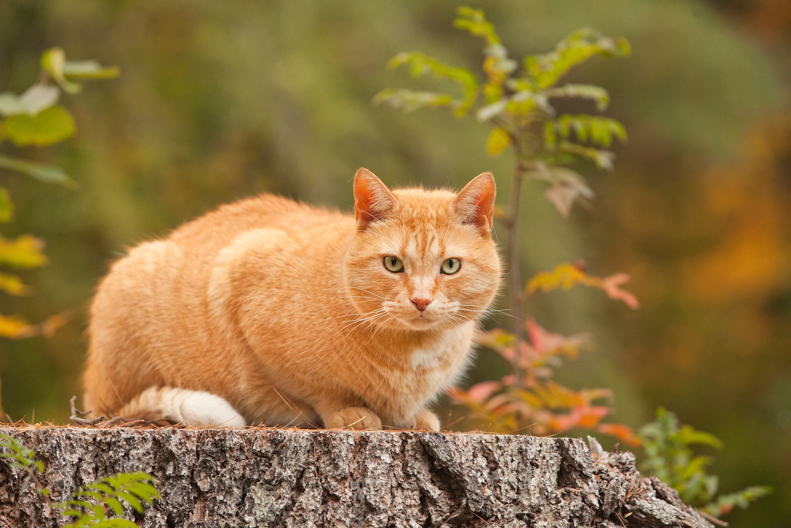 Orange Tabby Cat Outdoors
