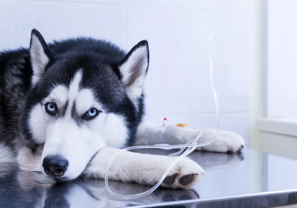 A husky in treatment