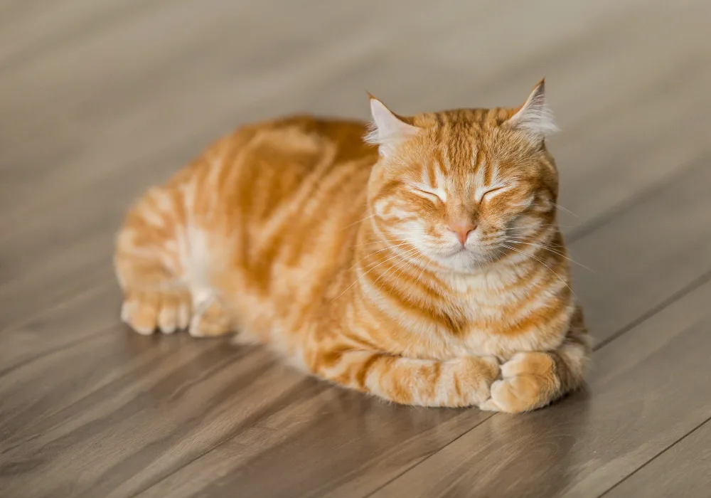 Feline Herpes? cat chillin