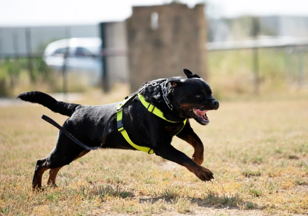 Rottweiler training to be police dog