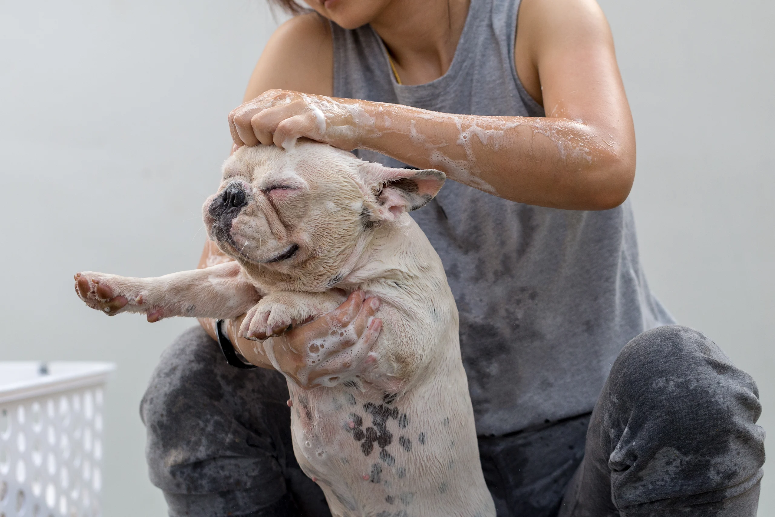 A dog with eyes closed, while sudsy hands work shampoo over its head.