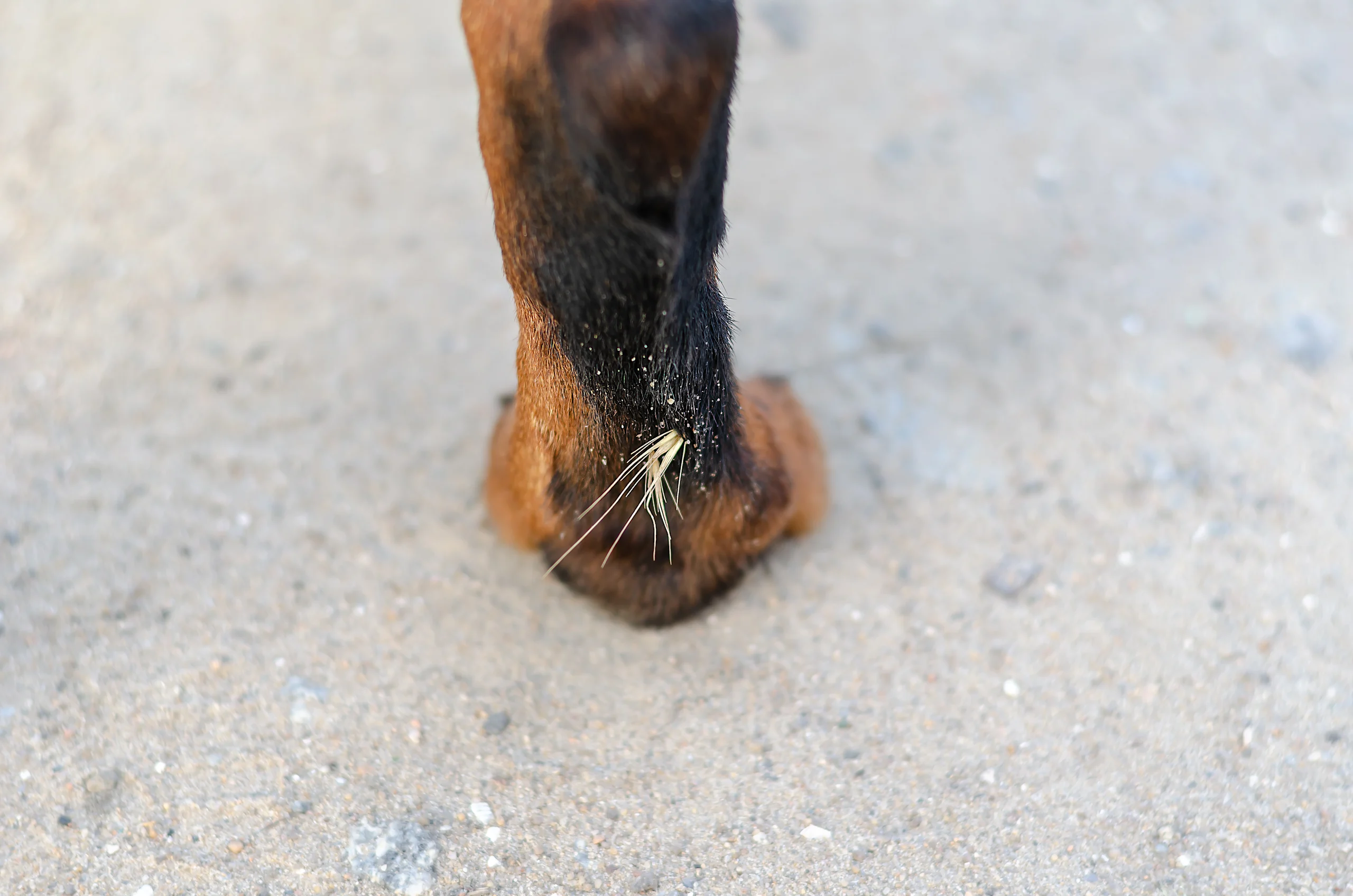 Foxtail Awn Stuck Between a Dog's Toes on a Gravel Path