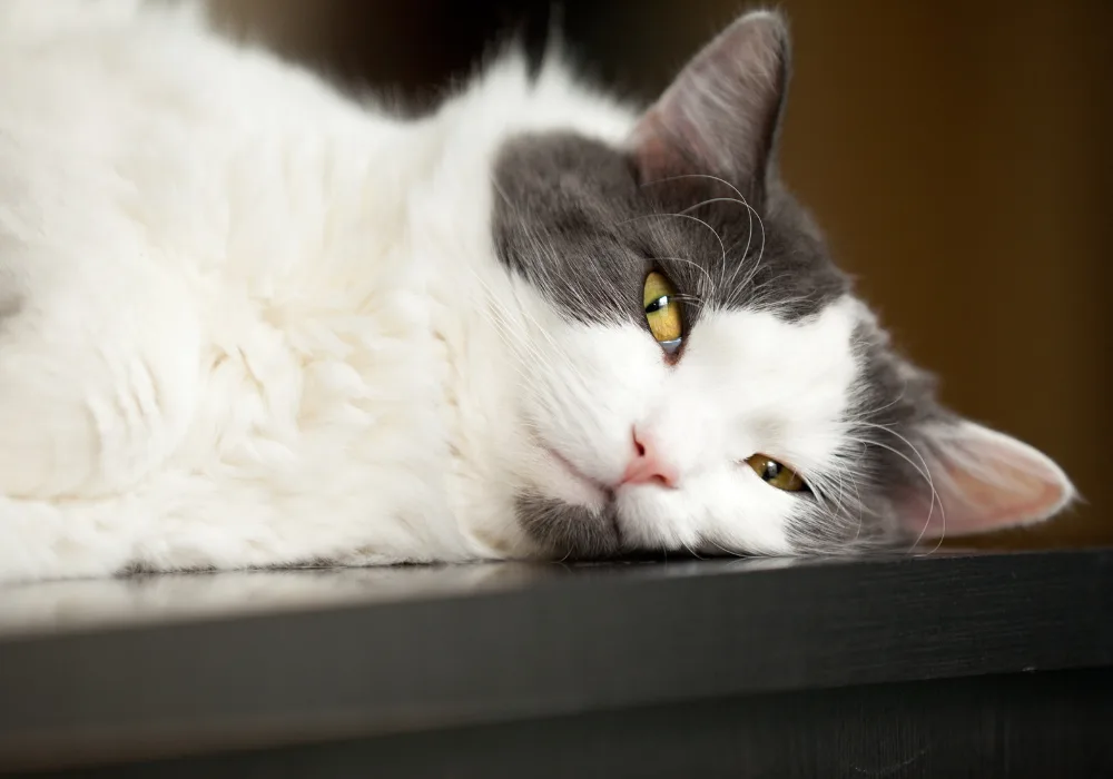 Cat sleeping
